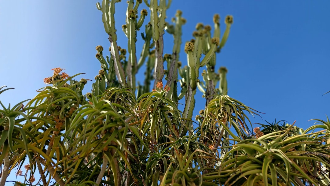 観葉植物の植え替え・剪定入門｜プロが教える成功のコツ