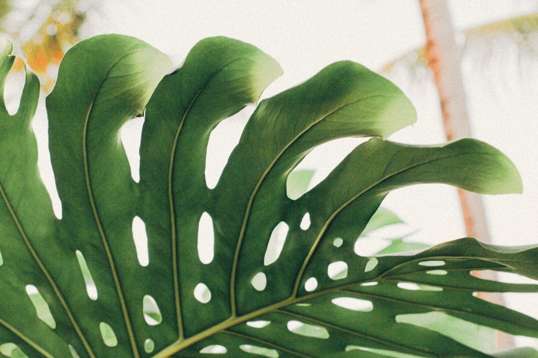 インテリアとしての観葉植物｜おしゃれな空間づくりの極意