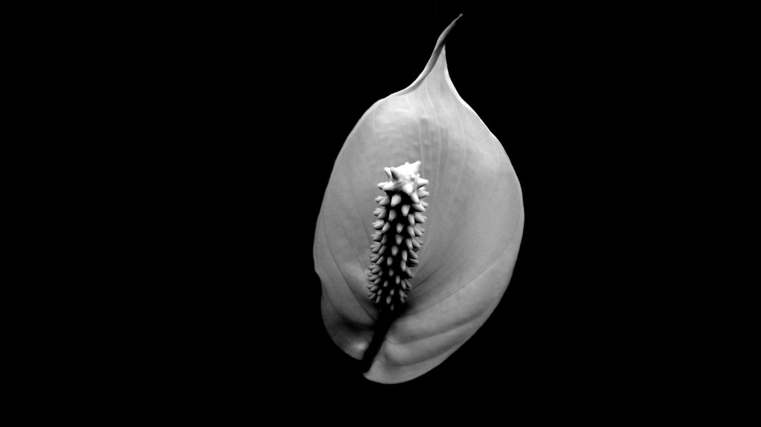 観葉植物の水やり完全マスター｜枯らさないための基本ルール