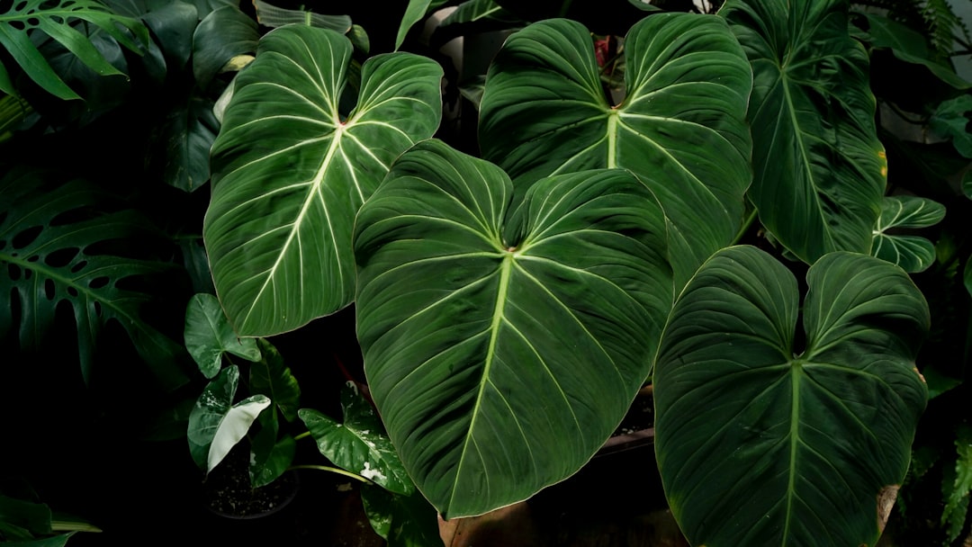 初心者におすすめ！育てやすい観葉植物ベスト10選