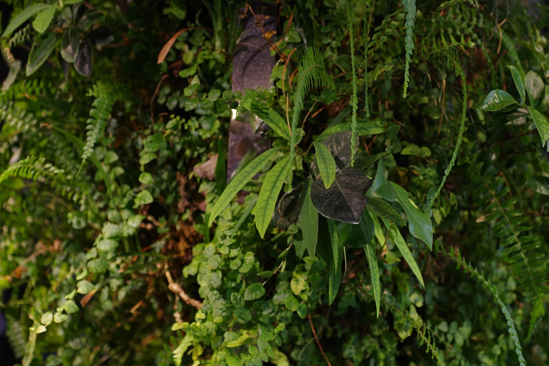 観葉植物のトラブル解決ガイド｜葉が枯れる・虫がつく時の対処法